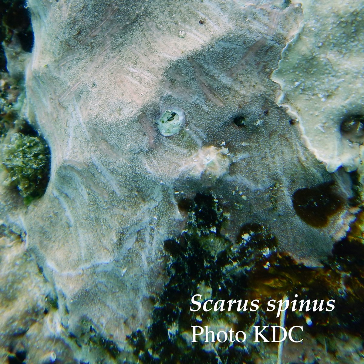 ParrotfishResearch🐠 tweet media