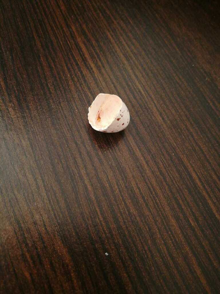 Filinas's tweet image. Quand tu as un oeuf qui a éclos au dessus de ton balcon via Facebook ift.tt/2UEWIFM