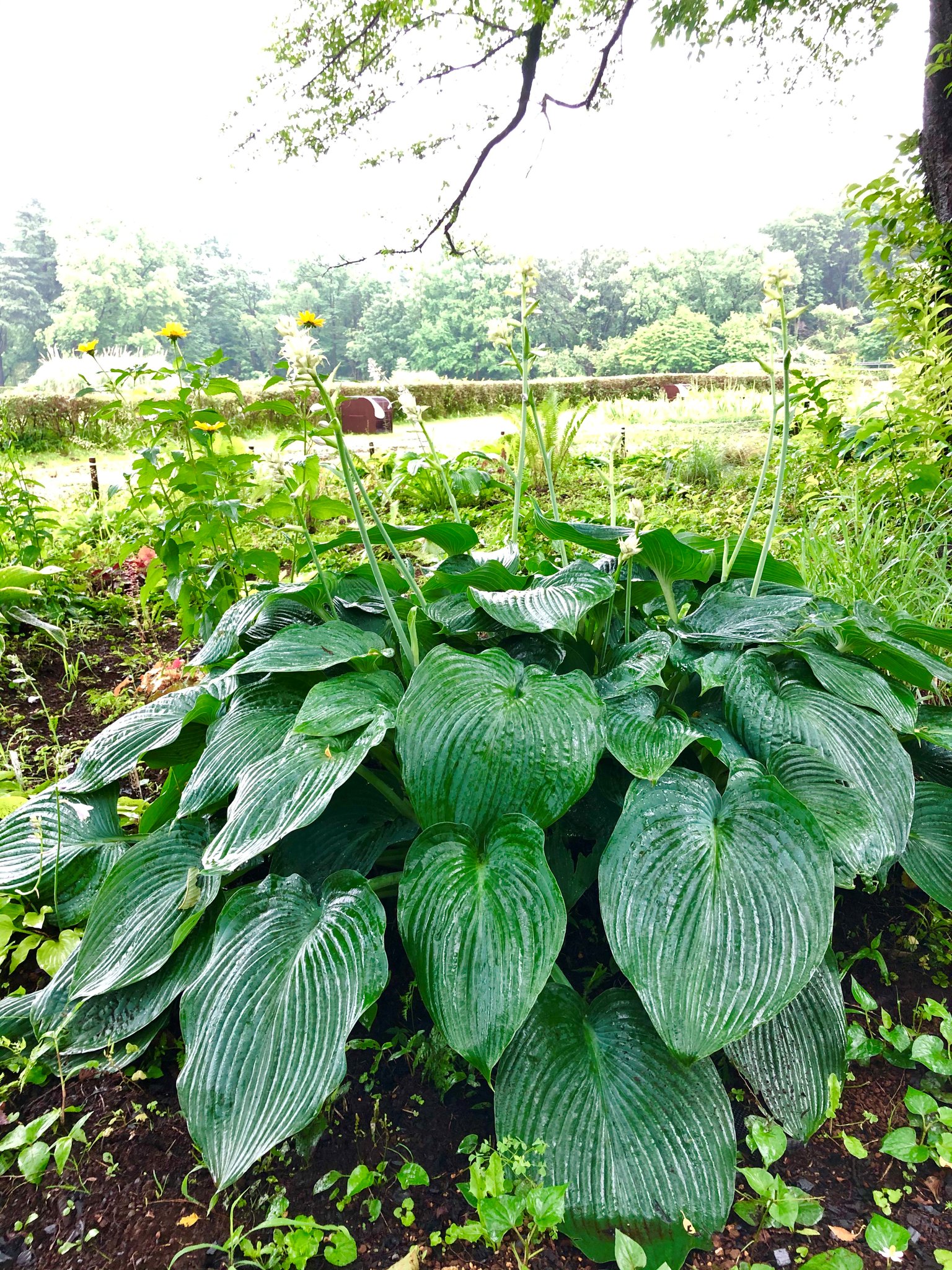 ☆希少植物☆ オオオニバスの苗（子苗）