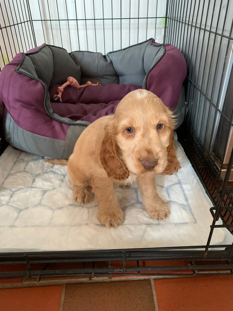 BeecherKieron's tweet photo. Welcome to our home little Patsie #spaniel #showcocker https://t.co/4t14UM9X10