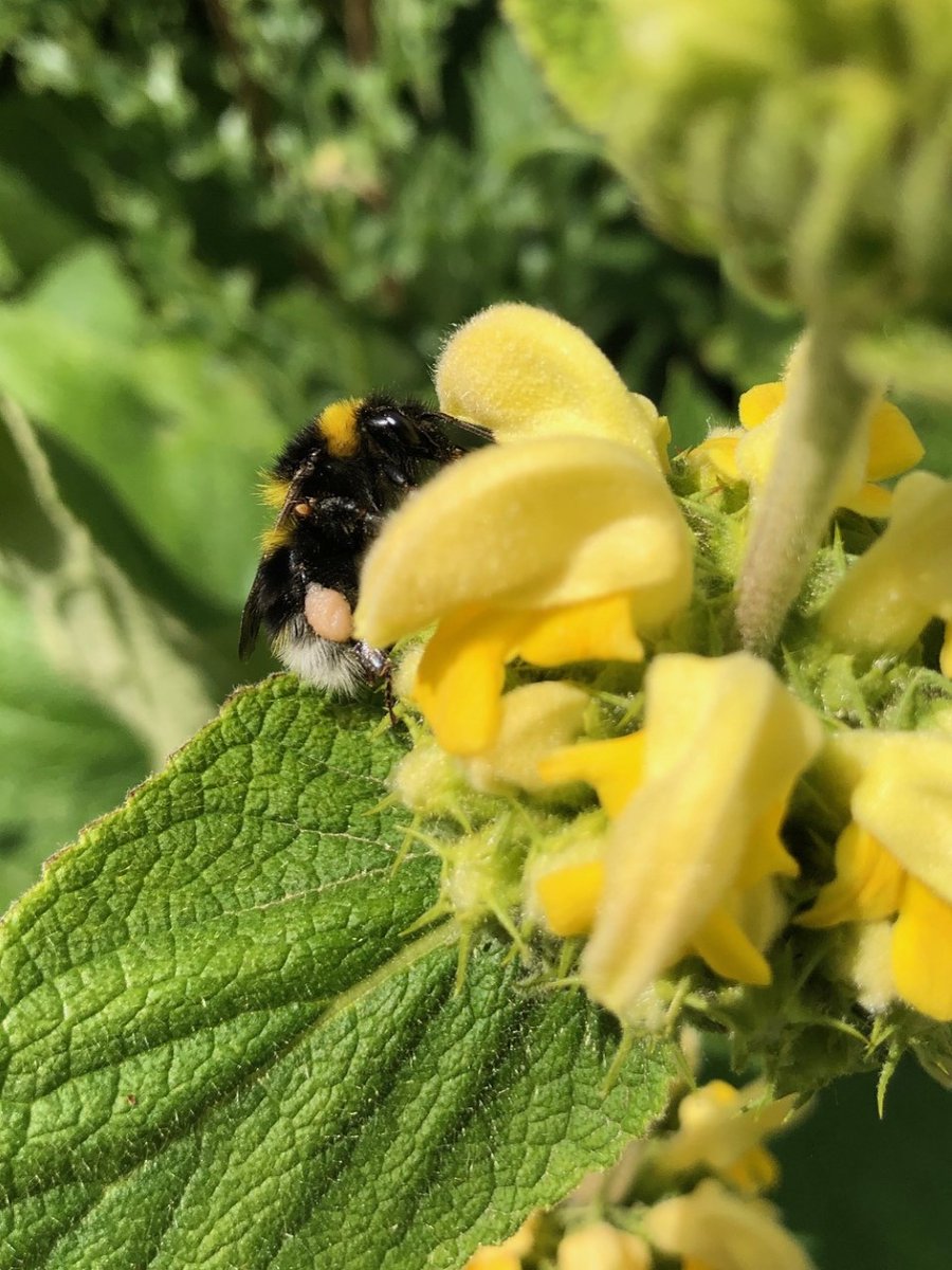 WildBeeBrighton's tweet photo. Early morning on the plot. So thankful for this weeks rain! We will be enjoying the bees, preparing some beds for planting and more mulching today. #communityfoodproject #plantsforpollinators #bees #bumblebees #pollinatorplants #wildbee #spacefornature #StanmerPark #Brighton π https://t.co/btjxblgS9M