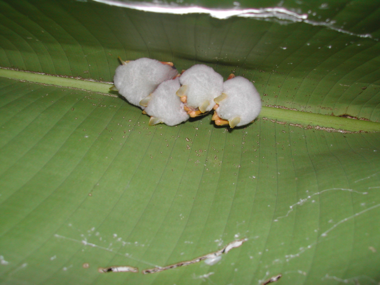 _BCT_'s tweet photo. Daniel Hargreaves, bat researcher sharing some information about Honduran White Bats, a relatively rare species of bat https://t.co/8LzEGaCpF3 Photo (c) Shirley Thompson https://t.co/lm1enLD2tD