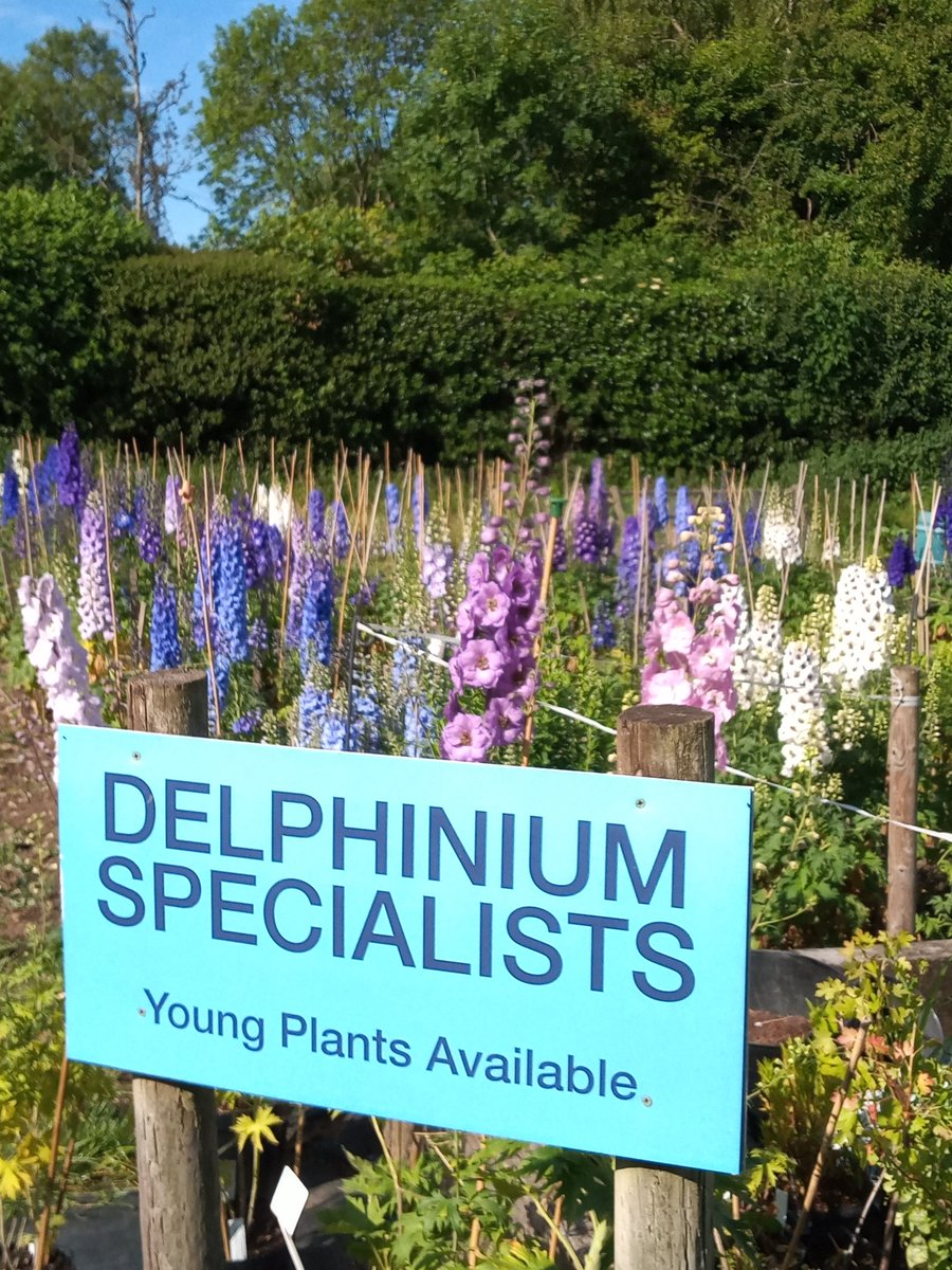 The delphiniums basking in the early morning sunshine on the nursery this morning.