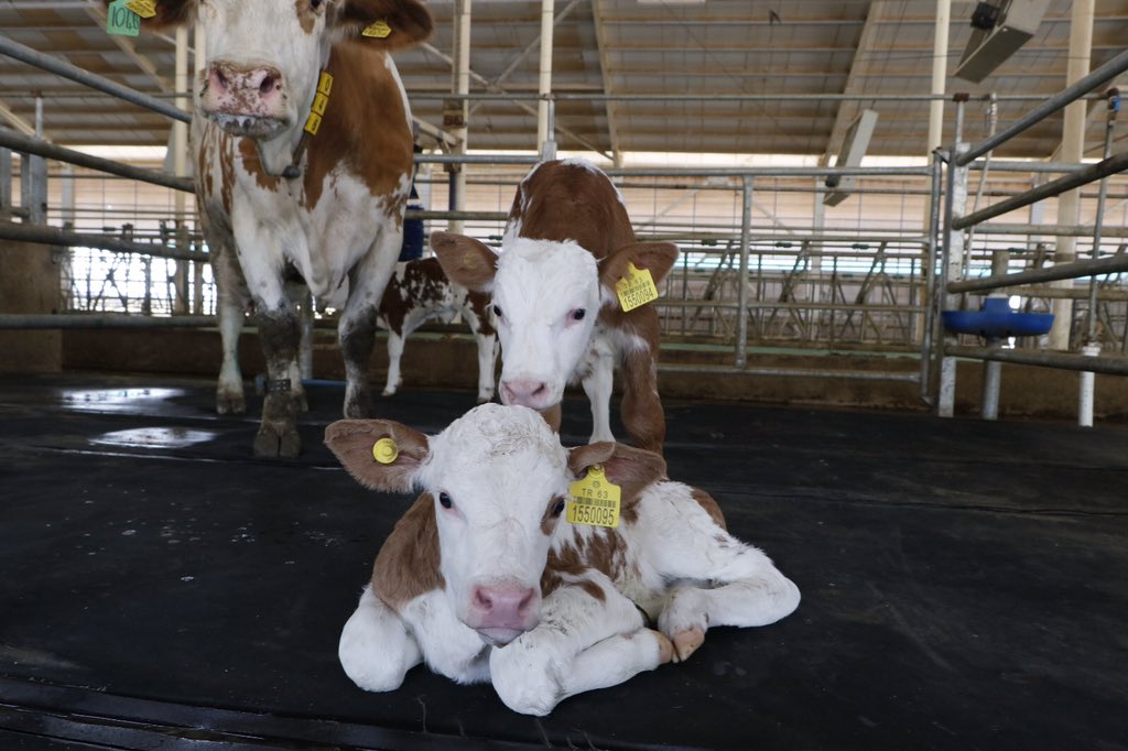 Ceylanpınar Tarım İşletmemizde ilk kez üçüz buzağı doğdu 😍

Her beğeni bir maşallah 🧿