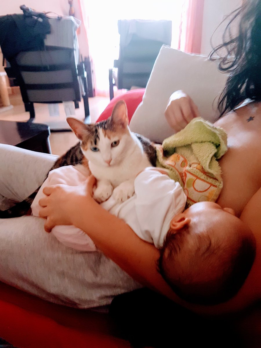 Cuando estaba embarazada de 6 semanas una gatita de 6 semanas maullaba en nuestro garaje. Nos costó capturarla el tiempo que yo estuve de reposo absoluto por sangrados oyendo impotente sus maullidos. Cuando acabó la pesadilla de los sangrados lo conseguimos. Creo que algo las une