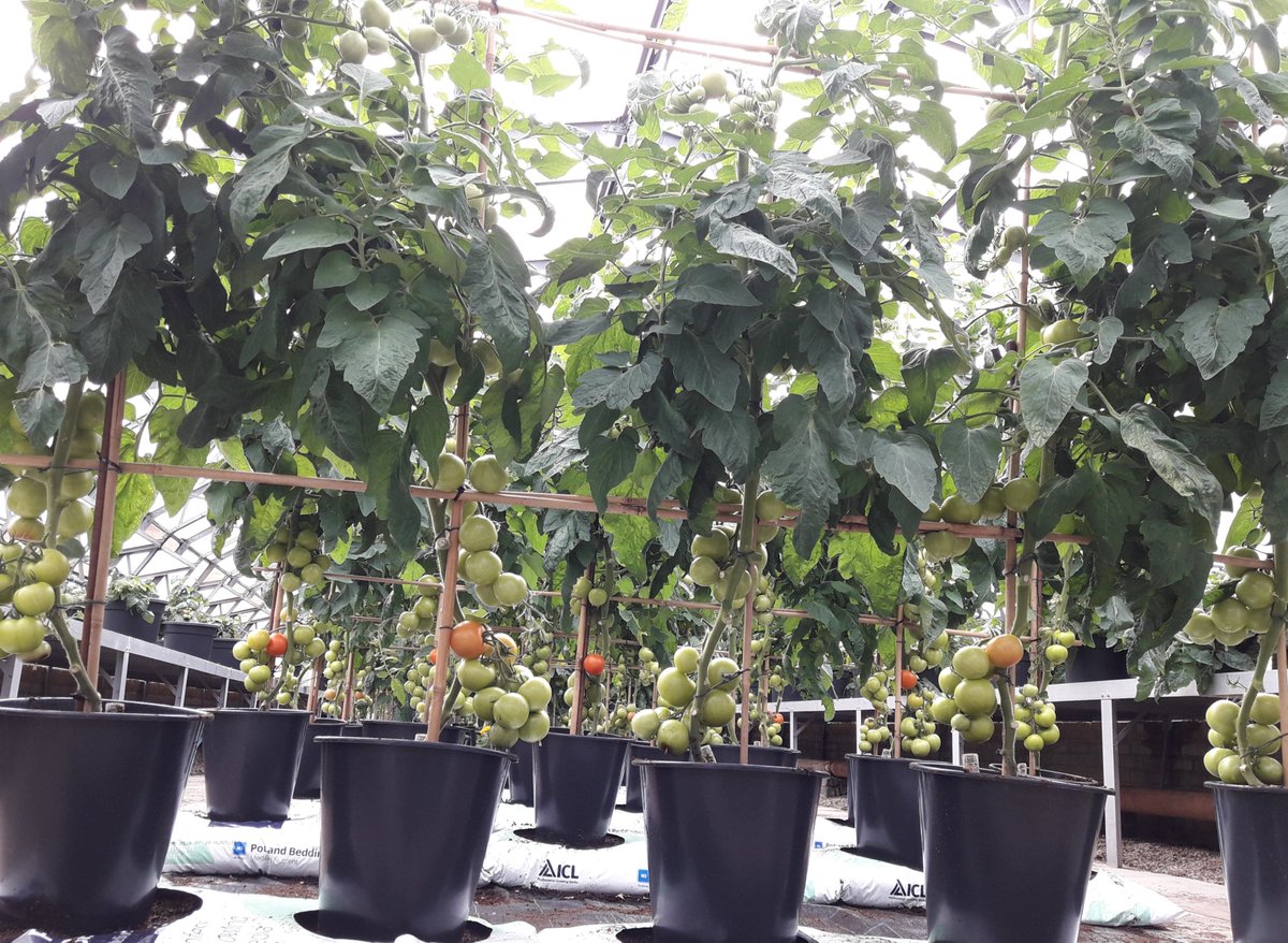 OldhamCouncil's tweet photo. We’ve grown a bumper crop of tomatoes – thanks to the hard work of our gardeners, good weather and a little help from the bees. They’ll be included in 21 veg boxes which will be distributed via @OldhamFoodbank #TeamOldham https://t.co/0QFjRvPhTi