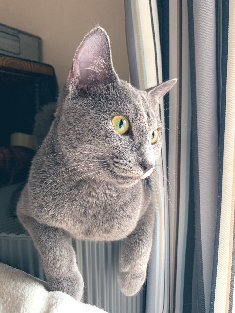 mig_harris's tweet image. うん❤︎美猫さんだと思う✨
#cat #CATechChallenge #ロシアンブルー #猫 #猫好きさんと繋がりたい