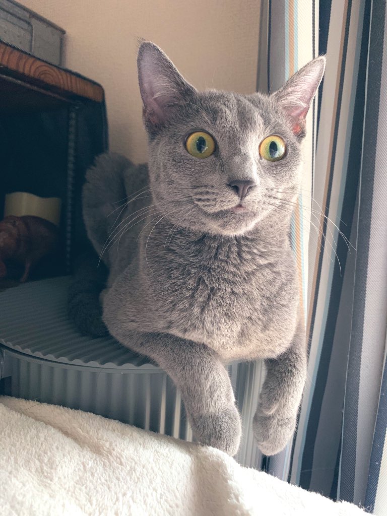 mig_harris's tweet image. うん❤︎美猫さんだと思う✨
#cat #CATechChallenge #ロシアンブルー #猫 #猫好きさんと繋がりたい