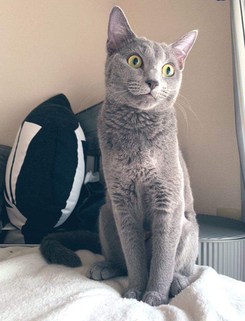 mig_harris's tweet image. うん❤︎美猫さんだと思う✨
#cat #CATechChallenge #ロシアンブルー #猫 #猫好きさんと繋がりたい