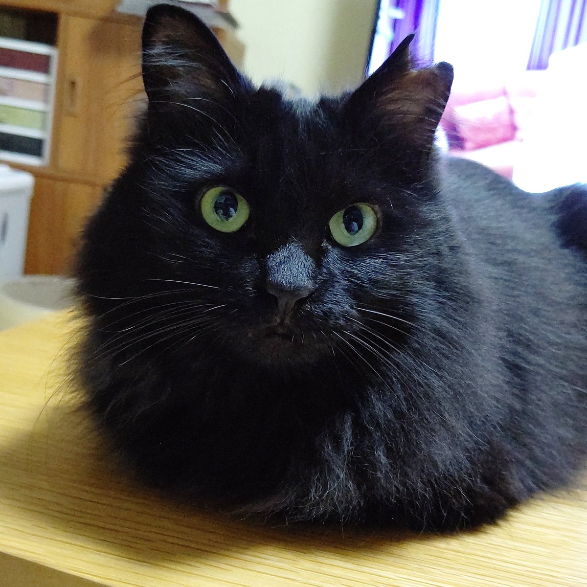 Patiorc Pa Twitter もこちゃんの香箱座り 毛しか見えません パティオーク Patiorc Patiorc 大阪 Osaka 猫グッズ 猫雑貨 Cat 猫 ねこ ネコ 大阪市 港区 弁天町 黒猫 長毛猫 Tnr 香箱座り T Co B0p2gxwi3t