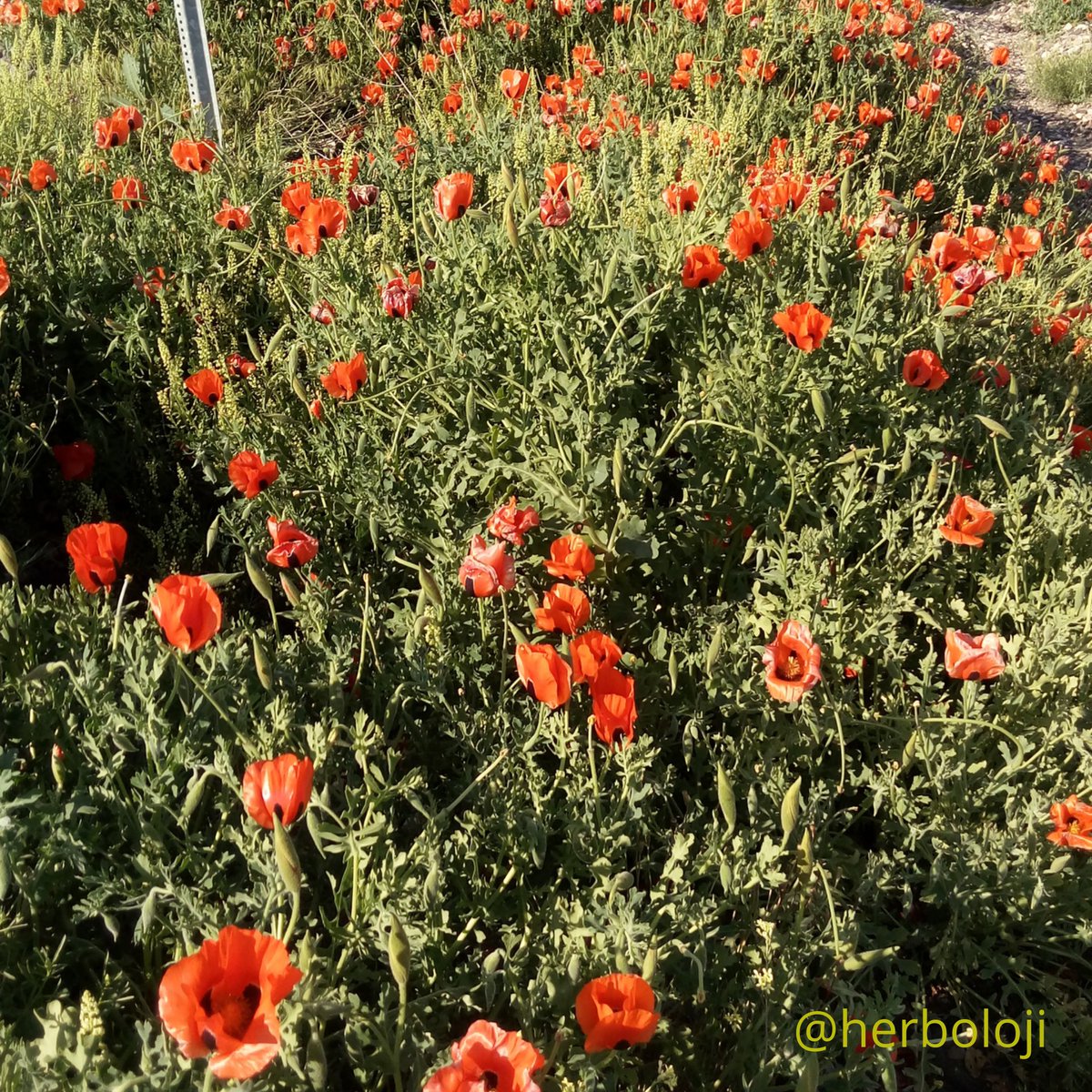 🍀Yabancı otlar istenmeyen bitkilerdir. Ama çok da güzeller!

🍀Weeds are considered undesirable plants. But they are so pretty!

🍁Glaucium leiocarpum is common in agricultural fields and roadsides (Turkey) 

🍁Glaucium leiocarpum (boynuzlu gelincik) #weedpics #weed #weedscience