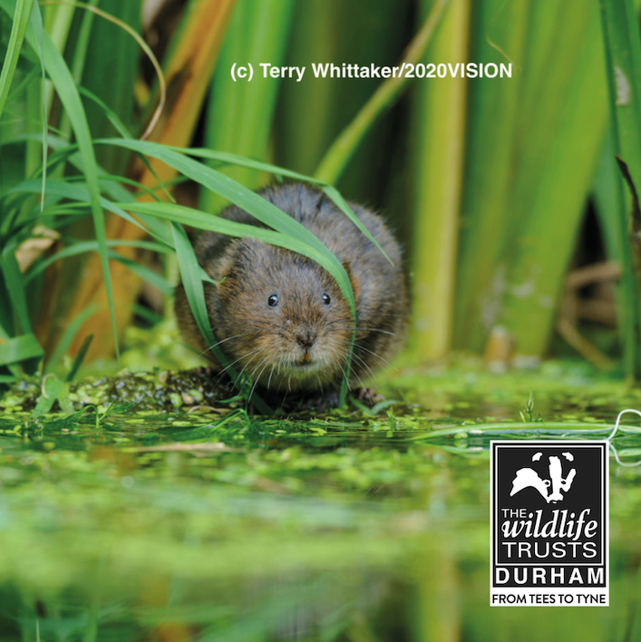 DurhamWildlifeTrust tweet media