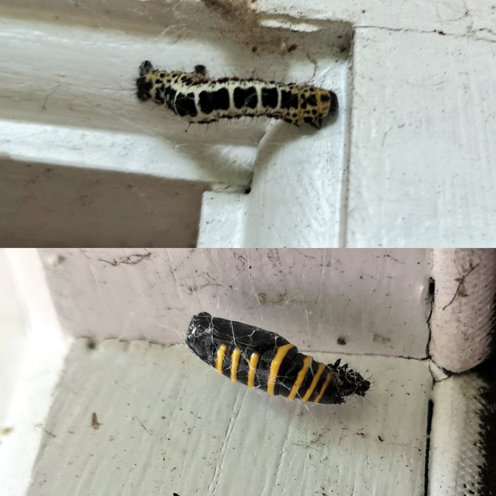 Dcollinsflynn's tweet photo. Wondering if #twitter can help me figuring out what's happening in my door frame... Is the bottom pic a mummified caterpillar (live version in top pic) or a chrysalis? #butterfly #caterpillar #coccooning #bugquestion #insecttwitter https://t.co/U8zf0SMvvH