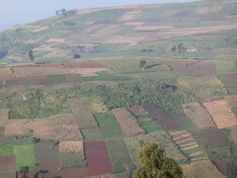 MasaiMiss's tweet photo. Thread..
The destruction in Mt Elgon forest is unspeakable. just like any other forest in Kenya, Mt Elgon should be protected by all means. its sad that Shamba system is killing our ecosystem     #SaveMtElgonForest @BravinYuri  @khasiani_hudson  @JumbochargeKe @lynnvall25 https://t.co/nZ4f1bkCC8