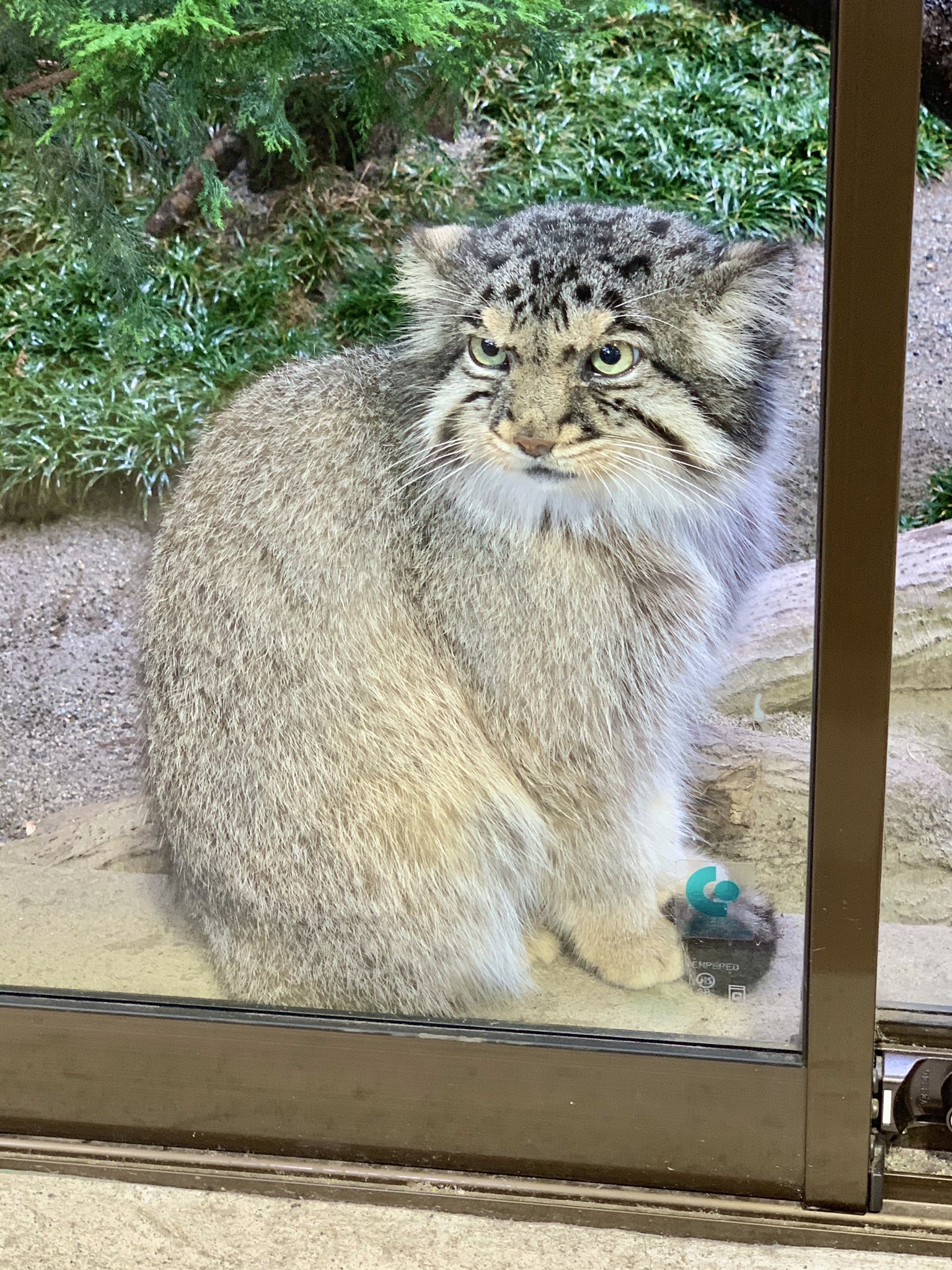 那須どうぶつ王国 今日は出口付近が騒がしかったぜ 一日中見張ってたぜ ボル マヌルネコ スナネコ赤ちゃんお披露目 那須どうぶつ王国 T Co Gaazesxs6r Twitter 那須どうぶつ王国 今日は出口付近が騒がしかったぜ 一日中見張ってたぜ ボル マヌルネコ スナネコ赤ちゃんお披露目 那須どうぶつ王国 T Co Gaazesxs6r Twitter