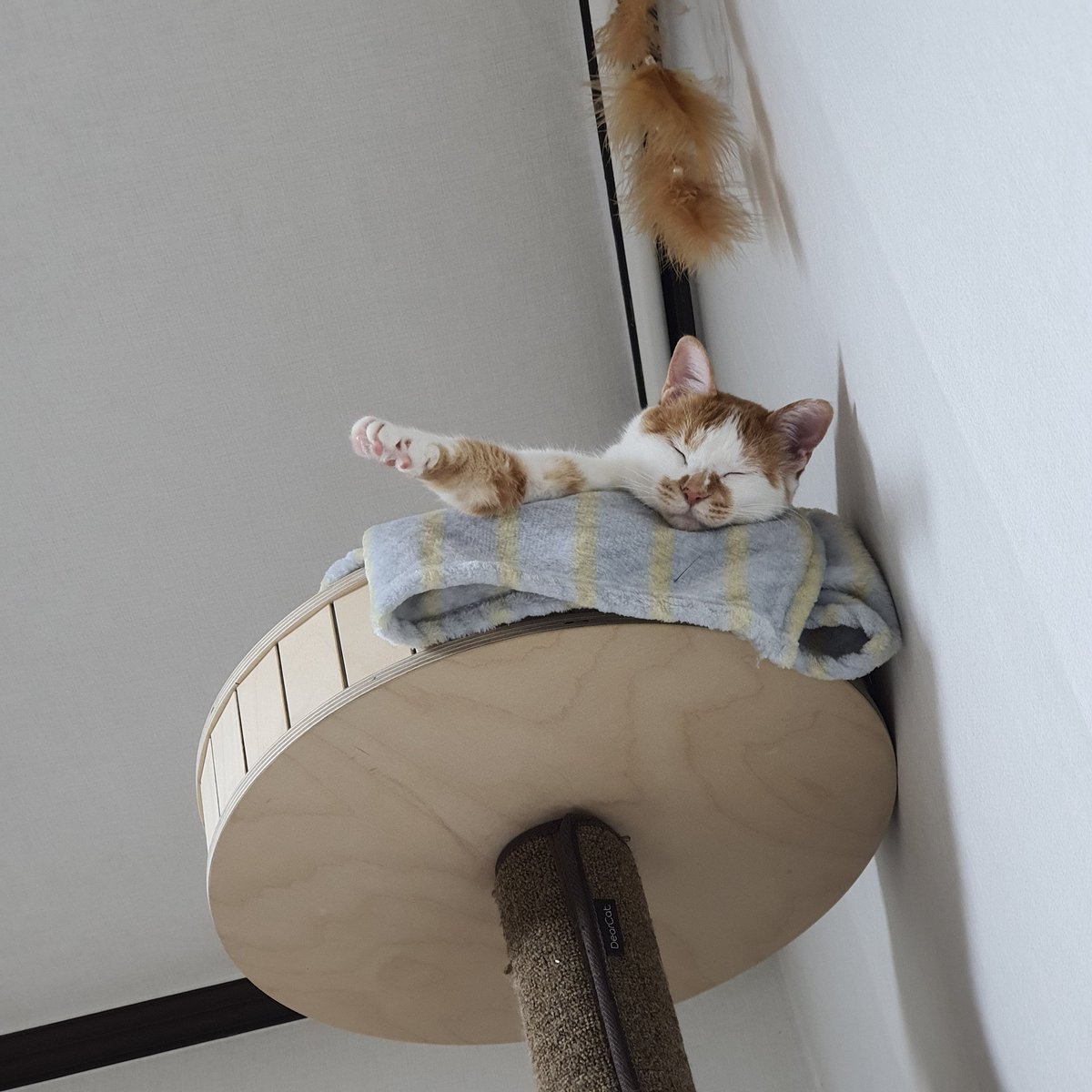 아무생각없이 위를 봤다가 너무너무 귀여운걸 발견해서 급 행복