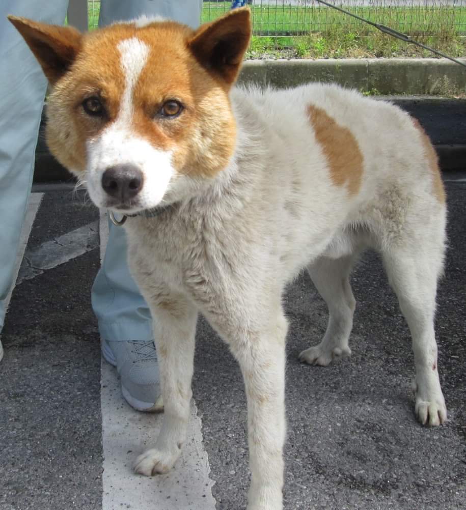 栃木県動物愛護指導センター収容 Twitter Search