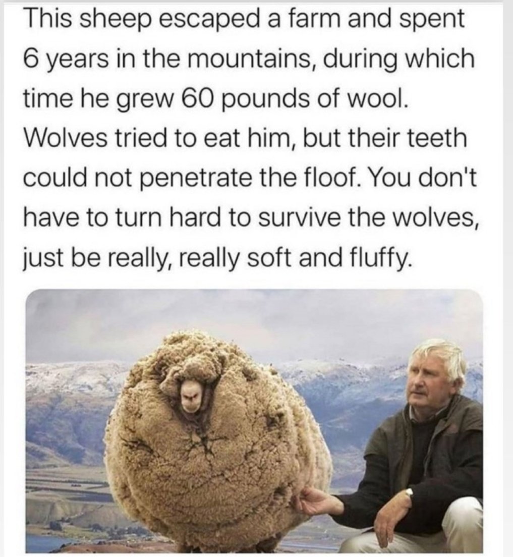 LouiseTollick's tweet photo. Ahh this cheered me up this morning... π€£πππππ #befluffy https://t.co/lMQE7c9vtM