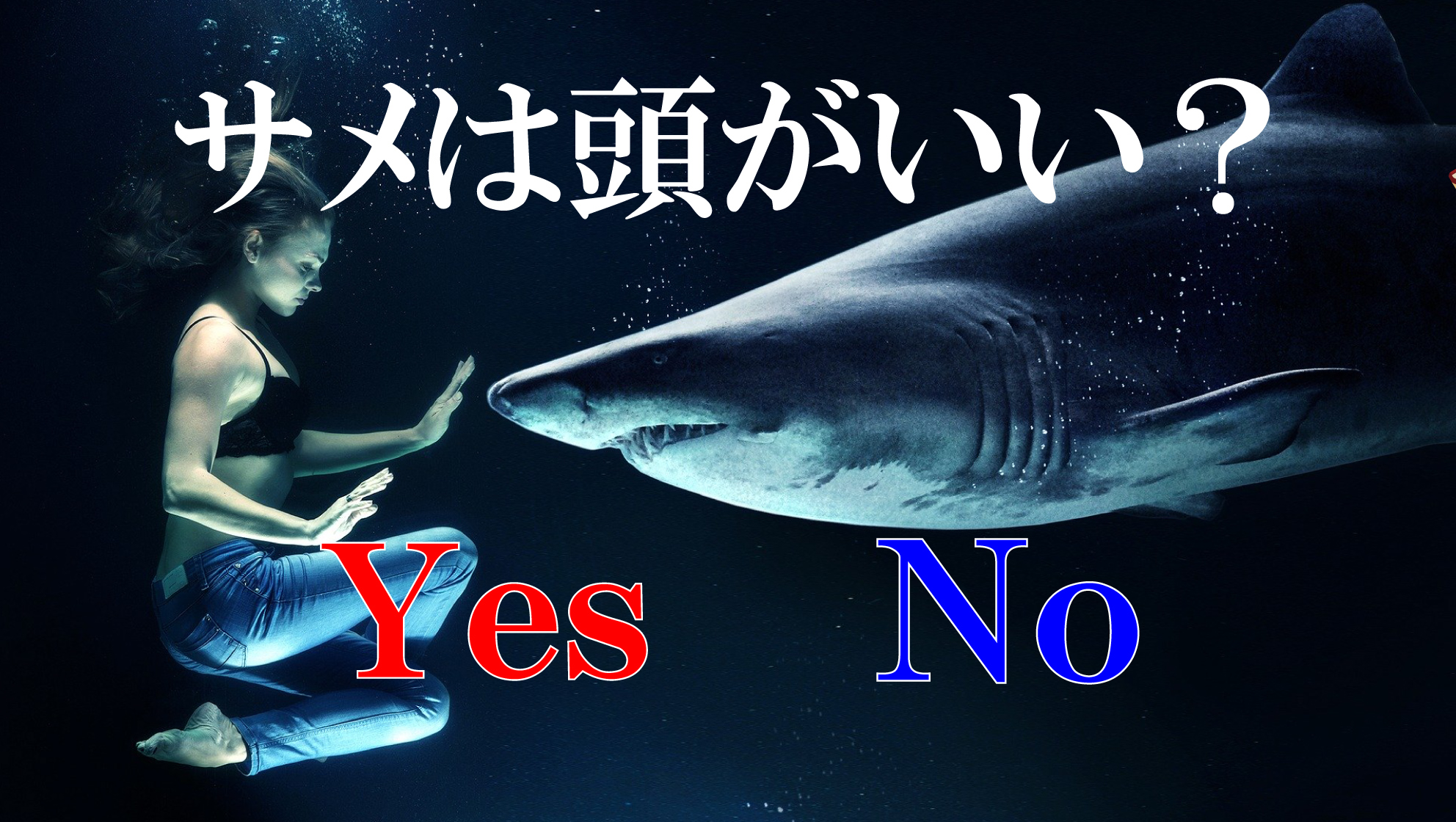 サメ社会学者ricky サメyoutube サメhp メガマウスが人気のようなので メガマウスの小さすぎる脳みそをあげておきます 確かこの子の体重は400 越えでしたが この子より小さいヨシキリザメの脳みそより小さかったです T Co