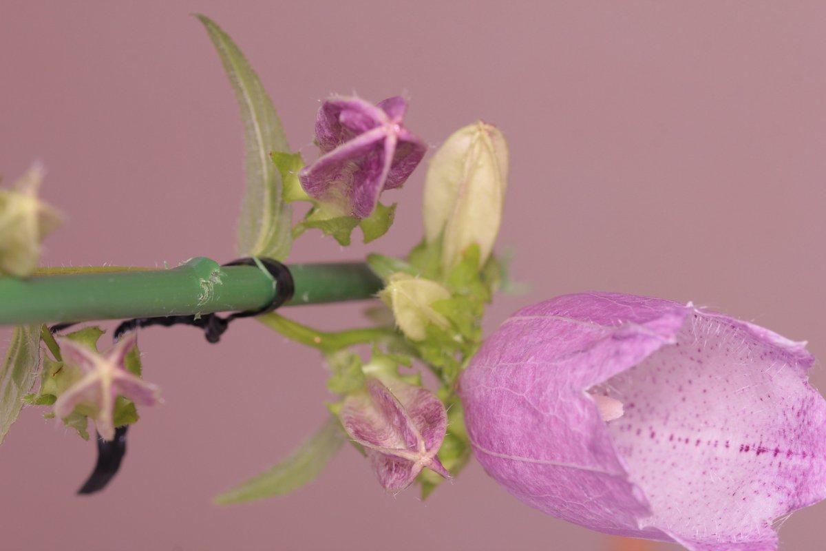Xjoo92 Symphyla 下向きにつく花の開花をタイムラプス撮影しようとしたら 天井の色が邪魔で視認性が悪く いろいろ試した結果書き初めの下敷きがすっげぇ黒作ってくれて抜群によかった ここで役に立つなんて 書き初めやってよかった Xjoo92 Symphyla 下向きにつく花の開花をタイムラプス撮影しようとしたら 天井の色が邪魔で視認性が悪く いろいろ試した結果書き初めの下敷きがすっげぇ黒作ってくれて抜群によかった ここで役に立つなんて 書き初めやってよかった