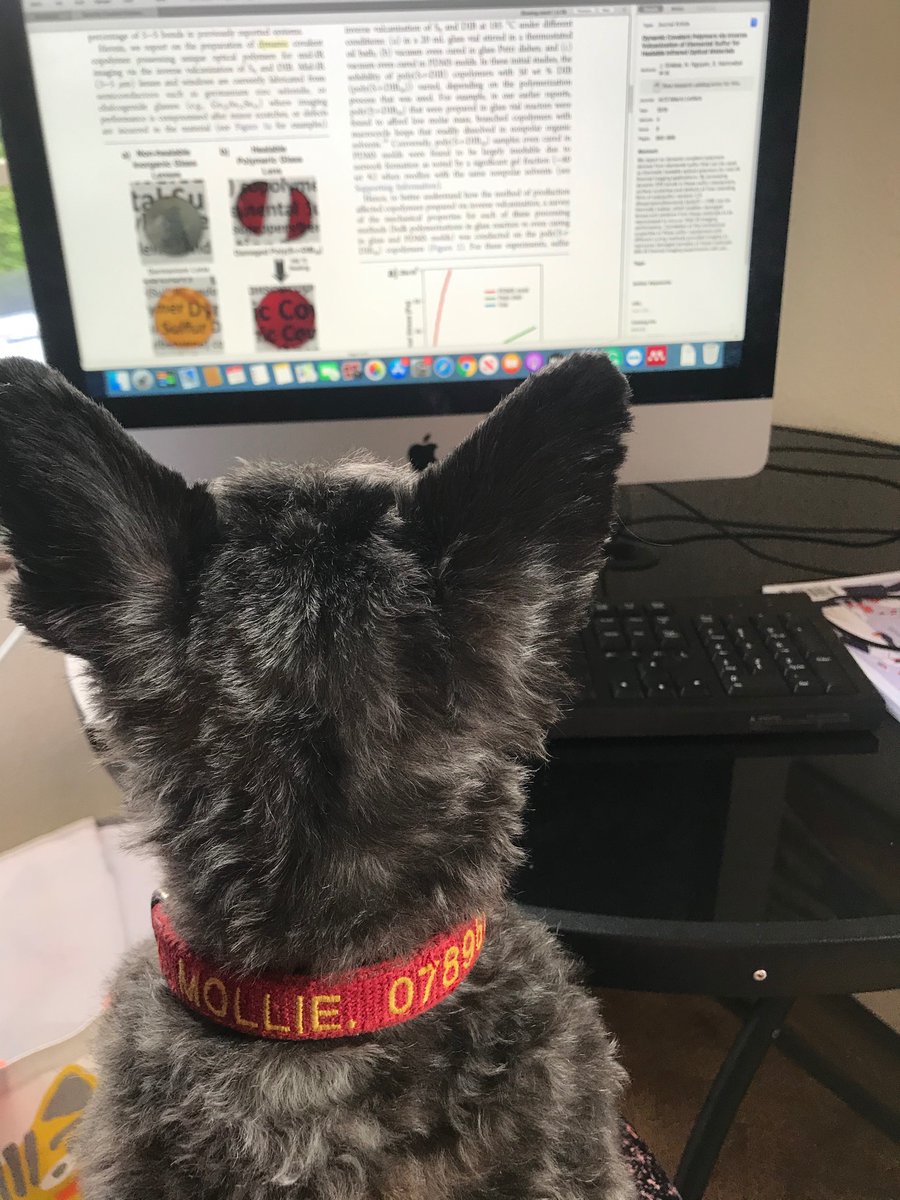 Is it plagiarism if you get your dog to help you with your last few thesis corrections?