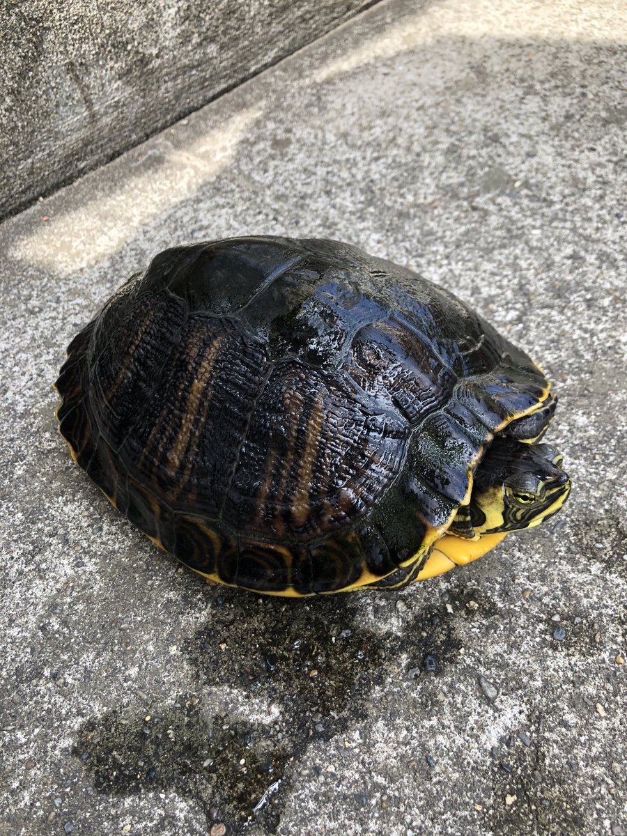 格闘技亀波 キバラガメ 屋外飼育 屋外冬眠 配合飼料 キバラガメ イエローベリータートル 格闘技亀波 キバラガメ 屋外飼育 屋外冬眠 配合飼料 キバラガメ イエローベリータートル