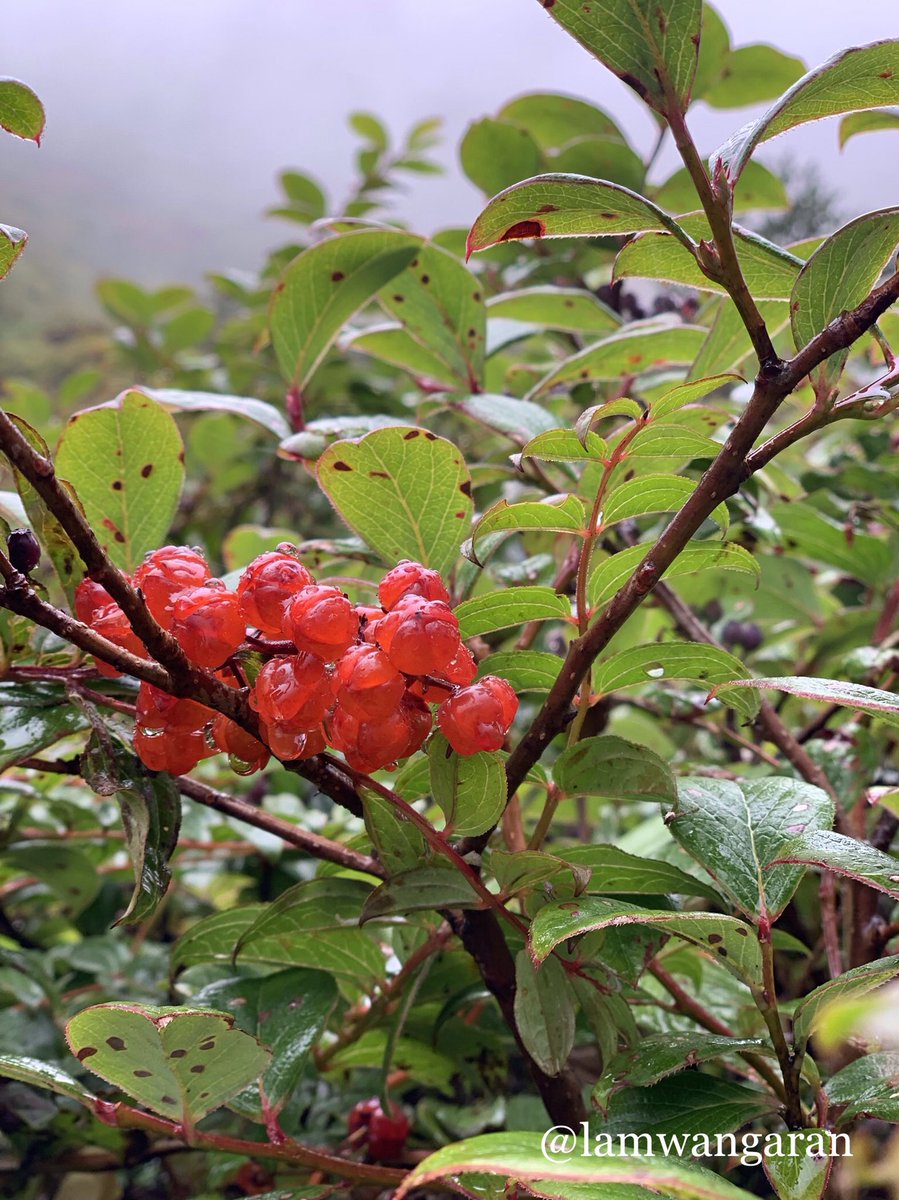 shalaran1's tweet photo. Different wild berries in the deep of mountains of Mechukha Valley (Lha Nang Shoh Valley) @incredibleindia @neindiatraveler https://t.co/G1uaPu81Hk