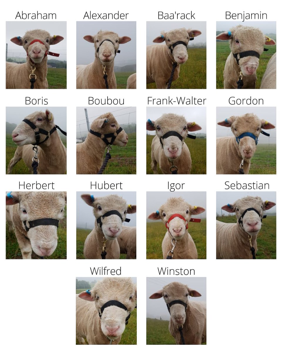 Meet our boys who make up our sheep trekking team😁
These boys can't wait to meet you all!! As you can see they're extremely photogenic and have been practising their posing📷
To book onto one of our sheep treks please visit our website: pukkapacas.com