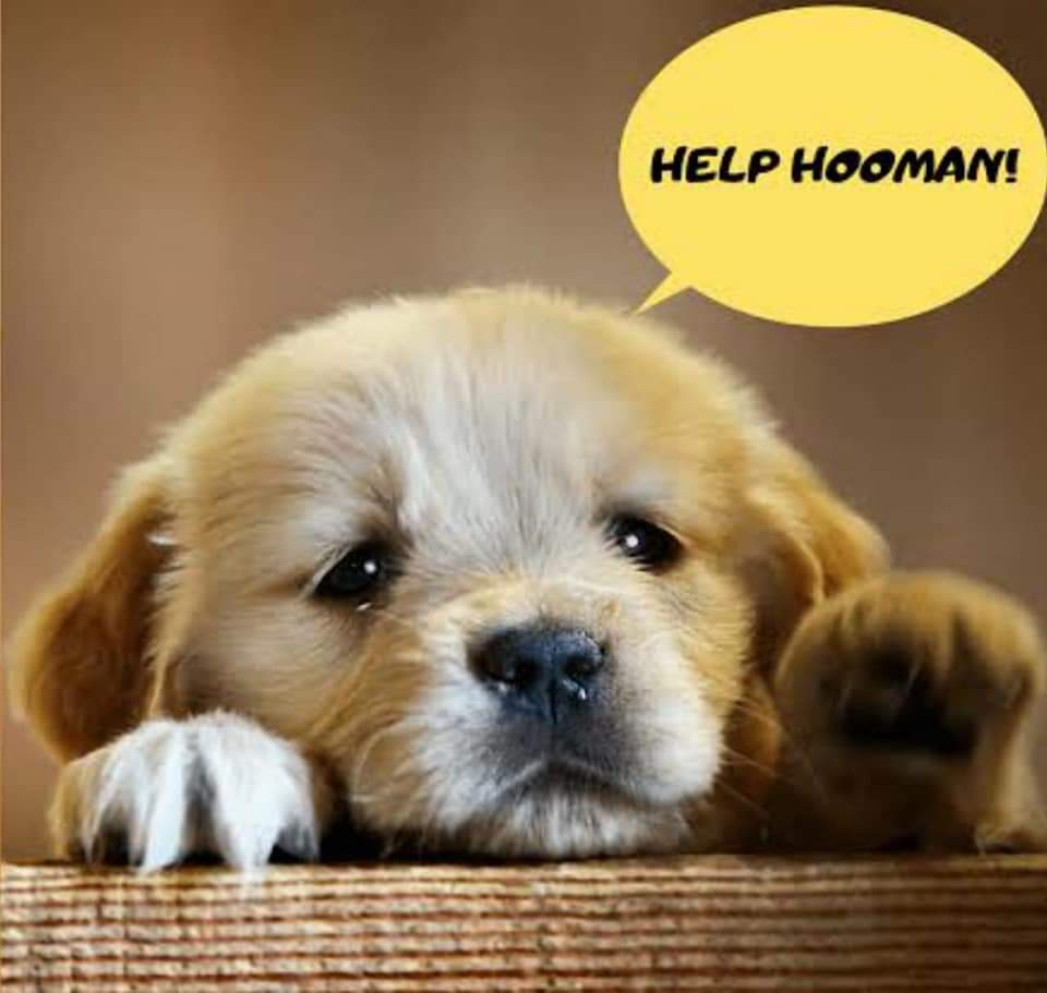 anny_becks's tweet photo. Today 'A Dot in The Sky' will go into a live podcast regarding one #fundraiser for 'Love and care for animals'🐾
Do join us , we will be live at the facebook page #CineOphiles today sharp at 8pm..
#FbLiveStreaming https://t.co/7R1lS3ywzu