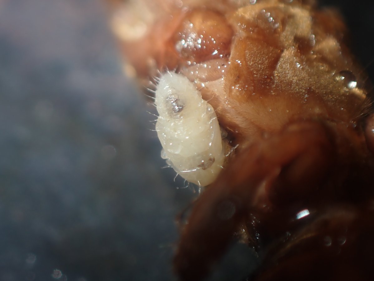 まふゆのうじ 池に作業していたら浮かんできたケラの死体 脇腹に謎のさなぎが 持ち帰る途中に紛失してしまったのが大変悔やまれる なにものだろう