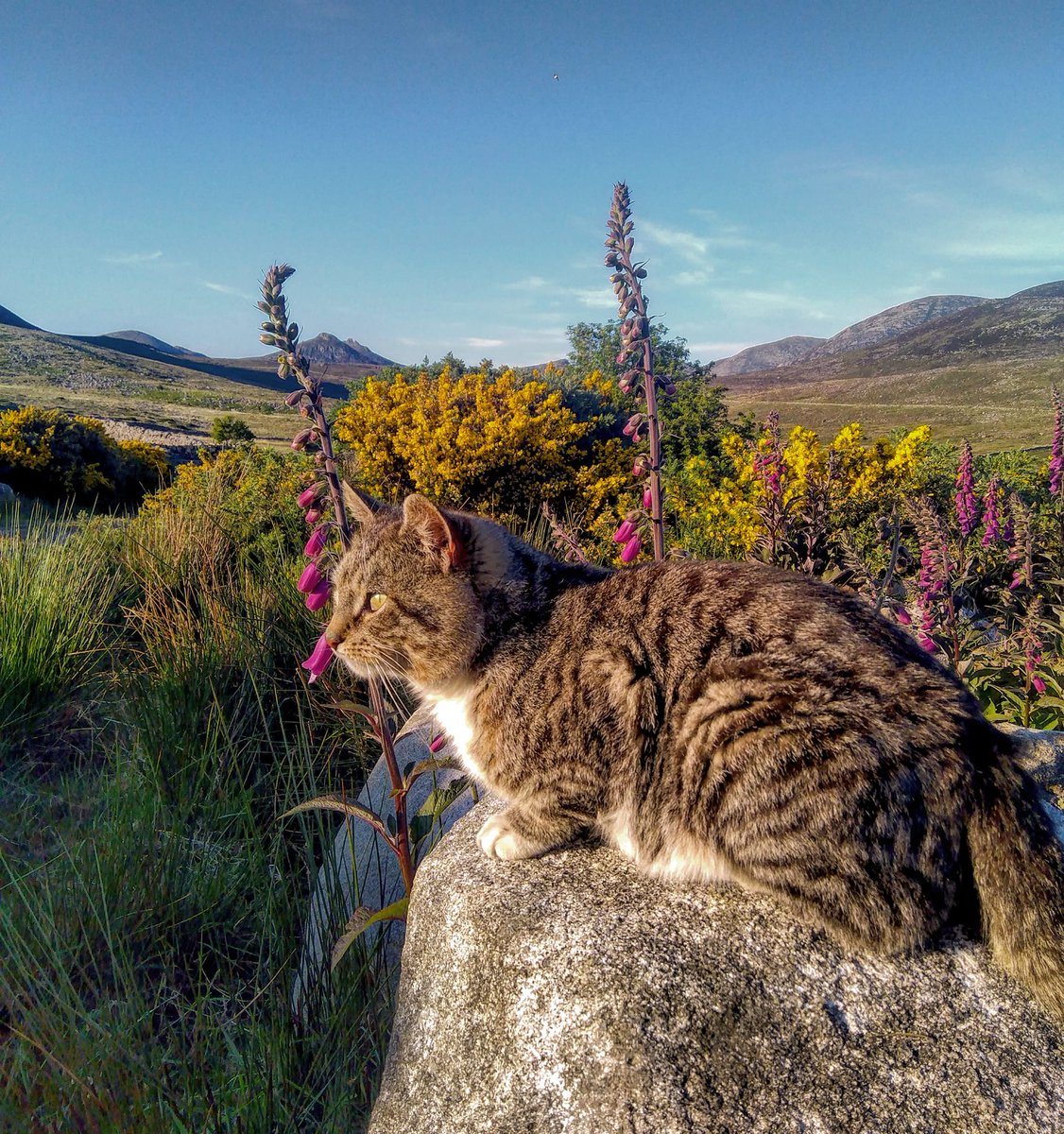 Beautiful Mourne Mountains, Co Down, N  #Ireland. Mournes are made up of 12 mountains with 15 peaks & include the famous Mourne wall (keeps sheep & cattle out of reservoir)! Area of Outstanding Natural Beauty. Partly  @NationalTrustNI.Daniel Mcevoy (with lovely cat!)  #caturday
