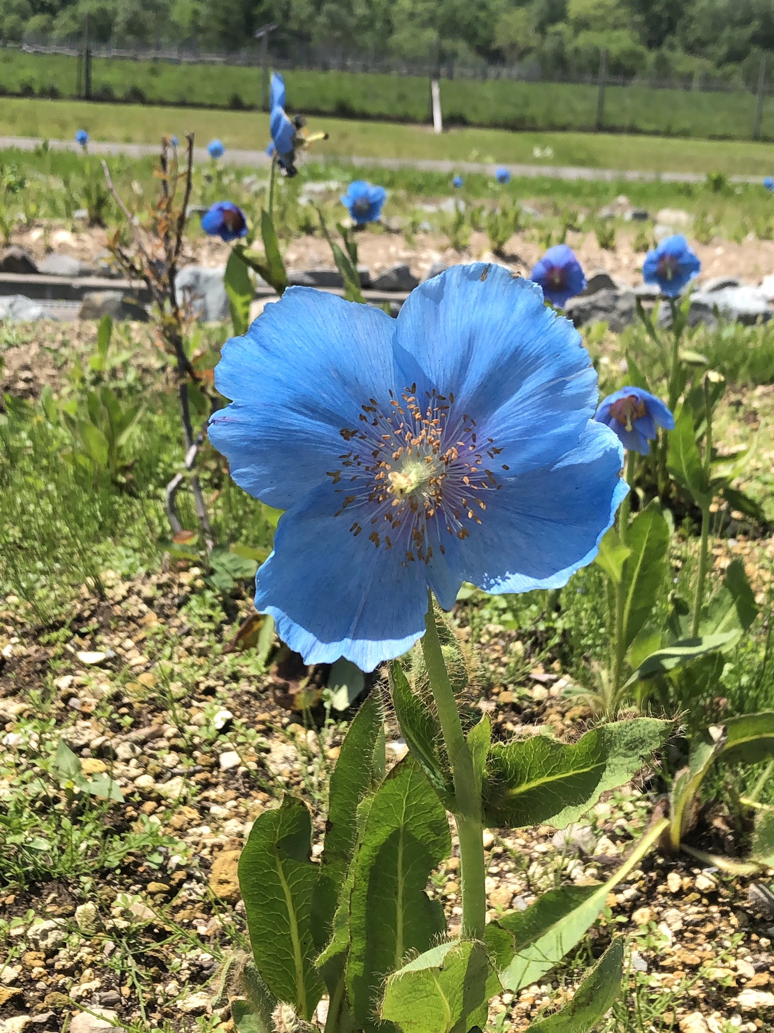 幻の青いケシの花 Twitter Search Twitter