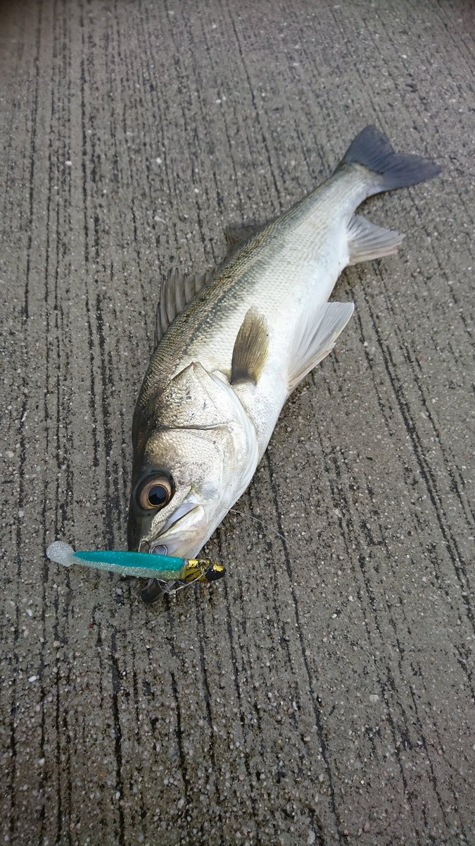 中海シーバス 中海シーバス