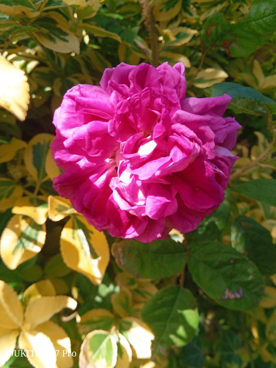 Steve Halliwell (@stevehalliwell5) on Twitter photo 