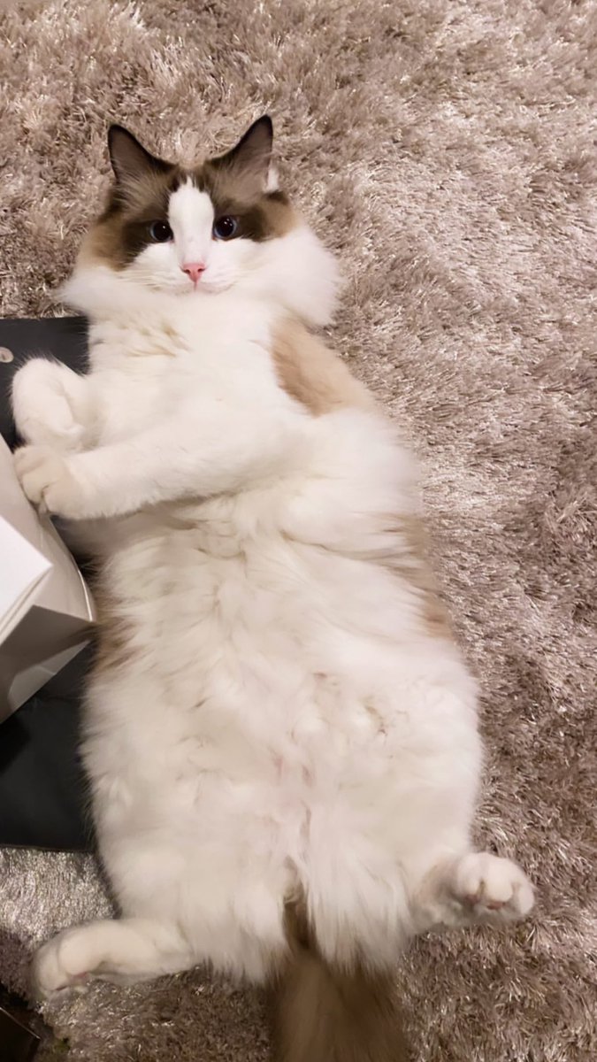 This little sweetheart has been the saving grace of each week. 🖤🐈