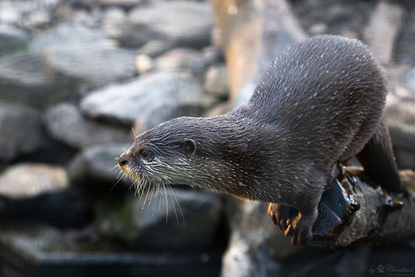 TheDailyOtter's tweet photo. Otters must use their tails as counterweights https://t.co/s9qEOgE1YS 📸: https://t.co/jNwj28vduq https://t.co/EdxEaFA9dr