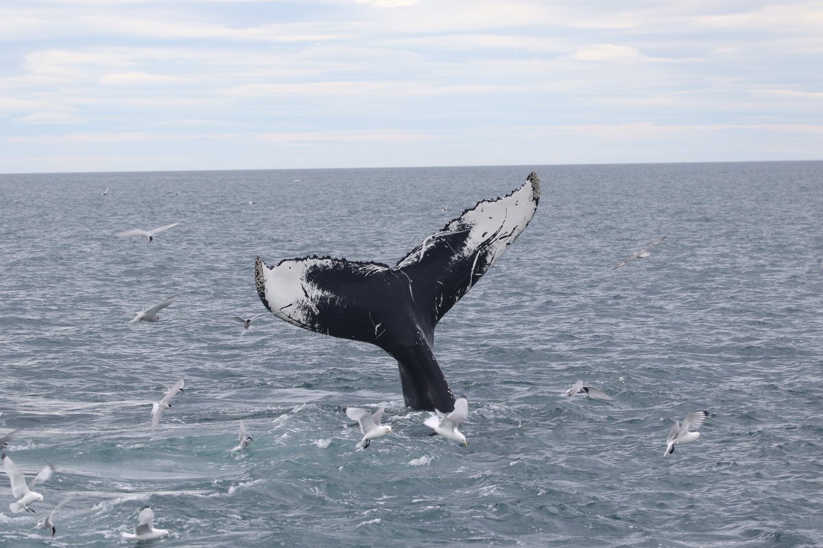 #IcelandicWinterWhale summer fieldwork in the spectacular #Skjálfandi Bay, NE-Iceland. Our focus is the overwintering strategy of #humpbacks in the #subarctic, to understand the drive for overwintering we also collect behavioural and physiological data from different seasons