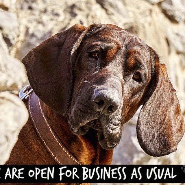 Business as usual here ... if you are decorating or remodelling your house or just going out for the day and don’t want to leave your dog alone at home all day we can help 👍.  Facebook message us or call we are OPEN 7 days a week 🐾

01430 423685
Jarratthillskennels@gmail.com