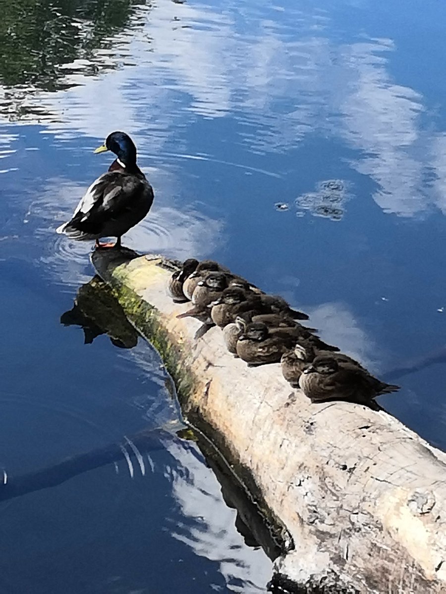 GaryPlus7's tweet image. Waggoners Wells, stunning @nationaltrust