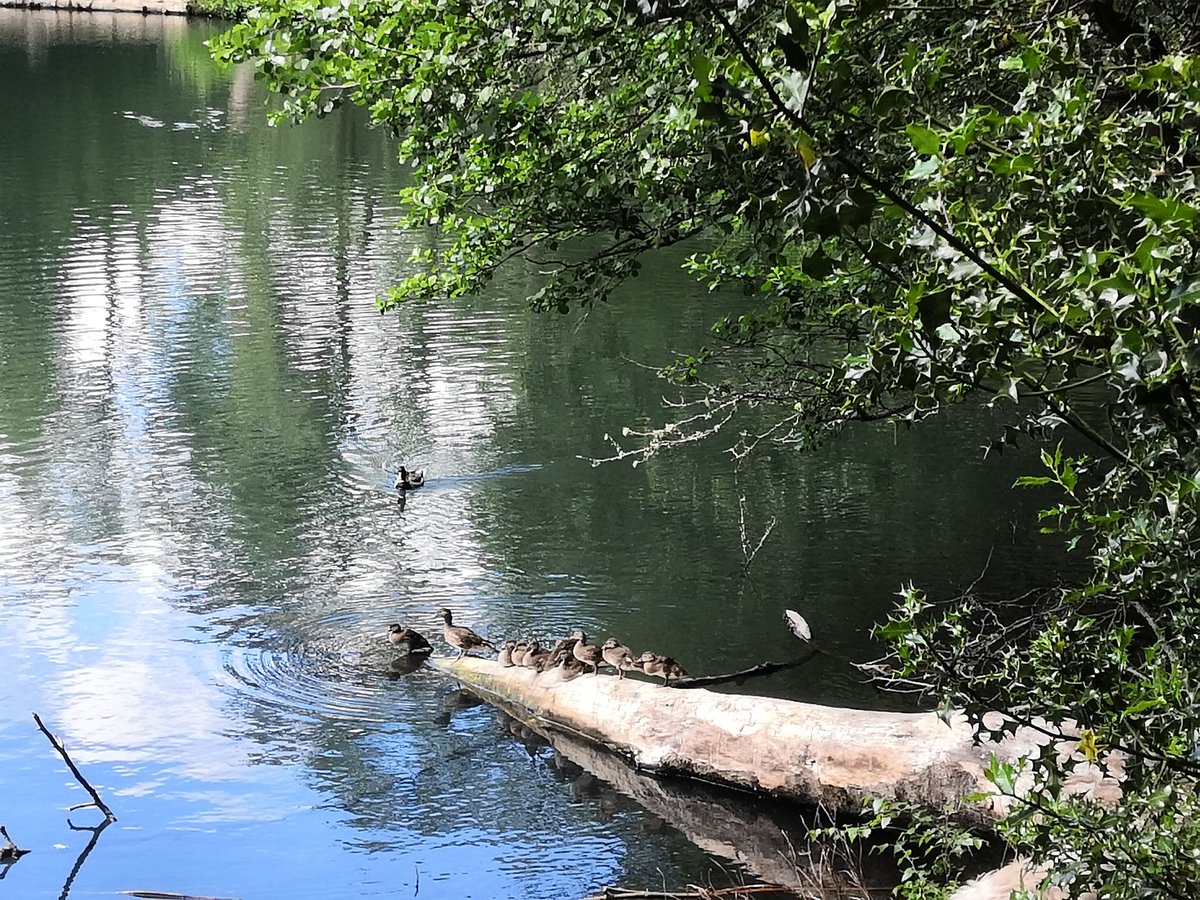 GaryPlus7's tweet image. Waggoners Wells, stunning @nationaltrust