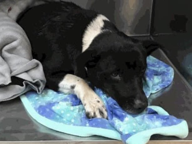 reddogsusie's tweet photo. #TN #MEMPHIS
🆘🆘SPECIAL PLEA Darla 4yo girl hw+ HAS TWO GUNSHOT WOUNDS CLOSE RANGE-needs immediate vet care #RESCUE #FOSTER &amp; medical #PLEDGES Pls help this poor girl💔 #A323 235
https://t.co/XpsmEXli0F https://t.co/eoyLqmk8kE