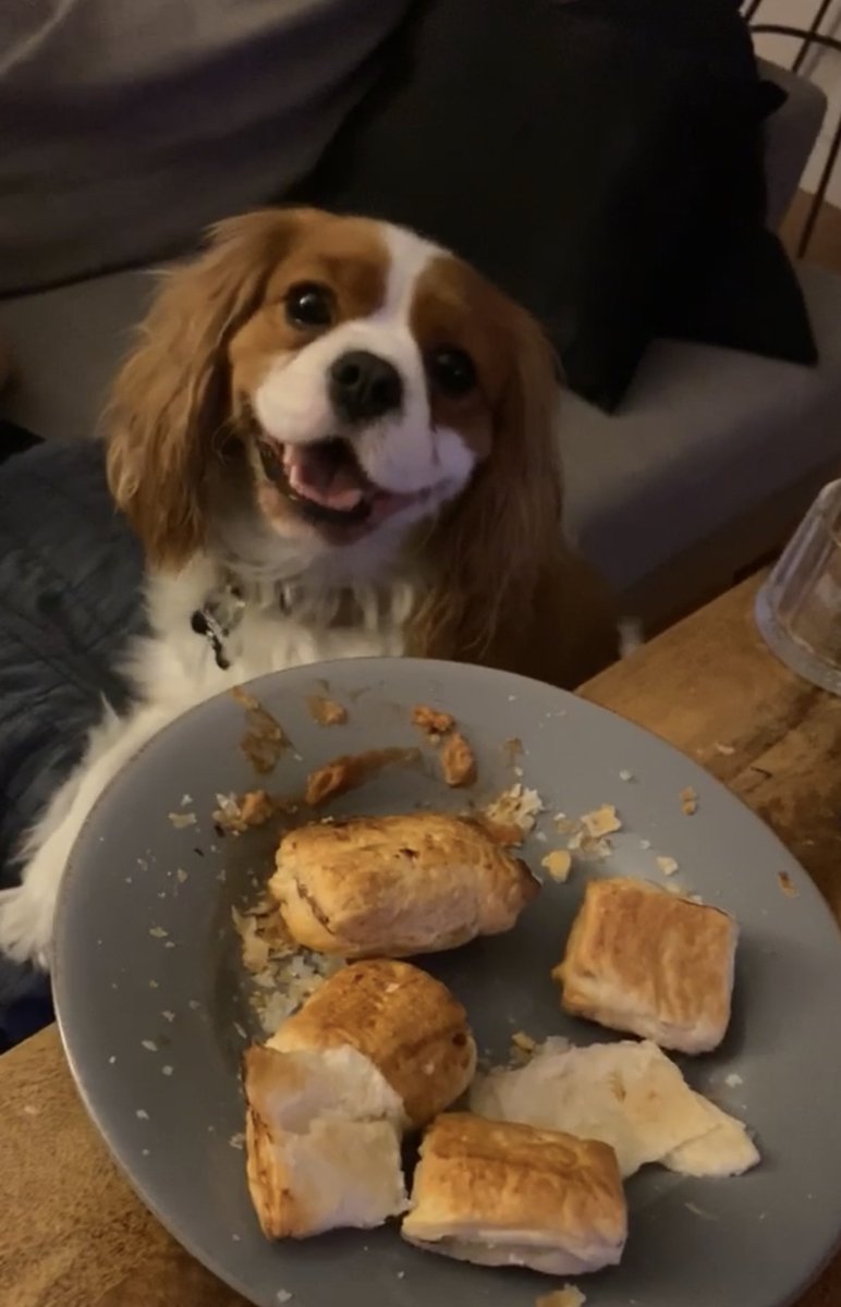 MaxiMoo's tweet photo. Big smiles for nom noms🐶 https://t.co/9J02HZ5UmE