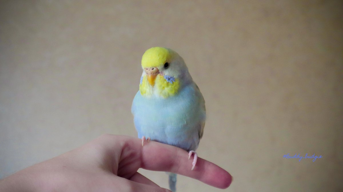 Usya poses😏

#buddy_budgie #simba_bird #budgiebird #petbird #budgies #petoftheday