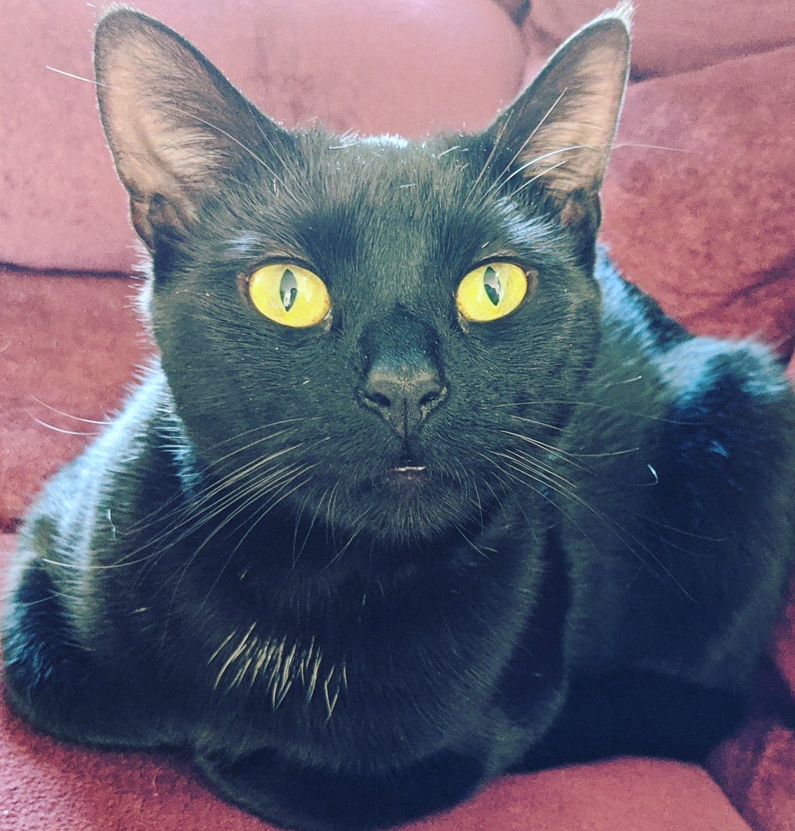 ColetteTozer's tweet image. Cora💜#blackcatlove #blackcatsofinstagram #prettykitty #thoseeyes #beautiful #😸 #💜