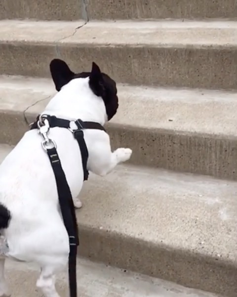 StellaTheBeBe's tweet photo. My morning working plan #workoutroutine #rockybalboastyle 🏋🏻♀️ - Missing you on the steps today Rocky, maybe next time 😜😂
.
.
.
.
.
#gettingitdone #keepittight #puppyworkout #rockybalboa #stella_and_friends #frenchiesociety #frenchiesofchicago #dogsofch… https://t.co/2MnENIxXQL https://t.co/bHOgRFzr7f
