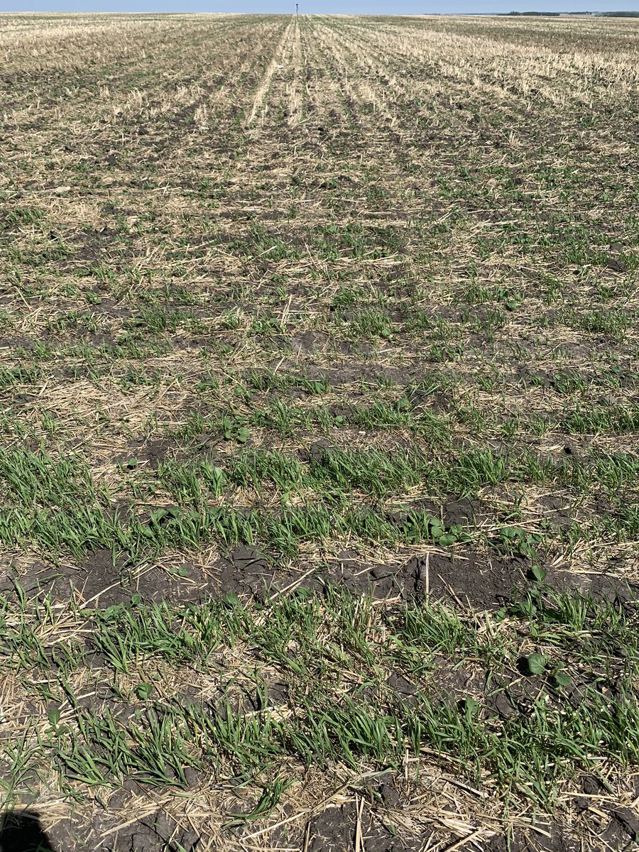 CropProCory's tweet photo. “Hey @CropProBrad I need to see some new map options for this field” He makes them up quick. Press #sync and boom... there they are... ground truthing doesn’t stop. Does your app do that? #CropRecords @CropRecordsSYNC https://t.co/09ZrXci7d7