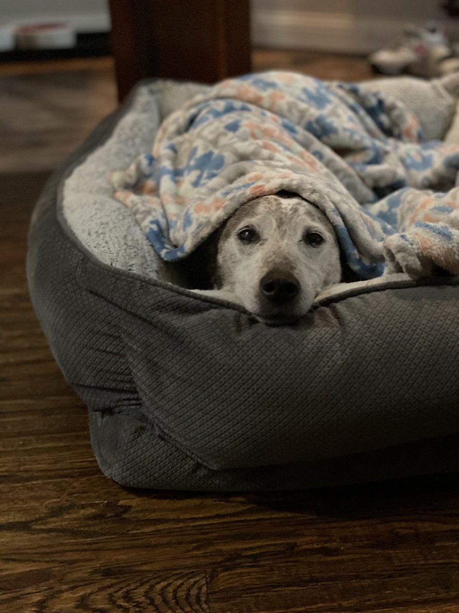 Little_pape's tweet photo. My heart🥺💔

6.2004-6.11.2020 https://t.co/M7TBDcEKwV