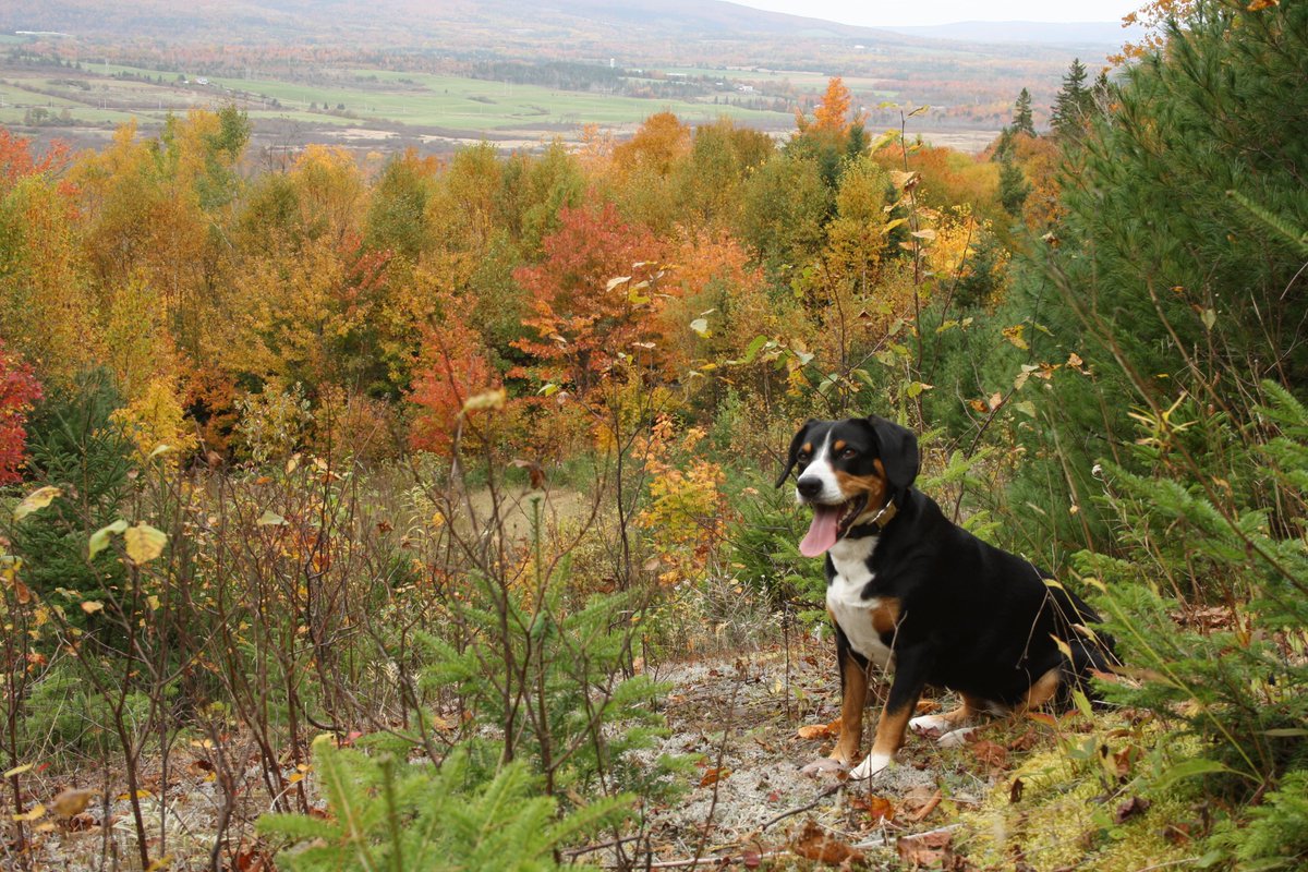 The pups are out and about and lookin good!
#keppoch #novascotia #summer #thankyou #mountainbike #trails #keppochmountain  #dogs