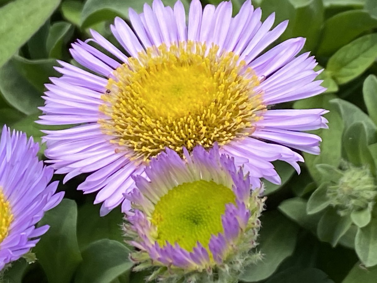 stewieandmilou's tweet photo. Today’s flower from the Burnett’s garden is Seaside Fleabane or seaside daisy. This comes back year after year and is great ground cover. 😻❤️🌸 #12WeeksOfIsolation https://t.co/bosVl8kGpP