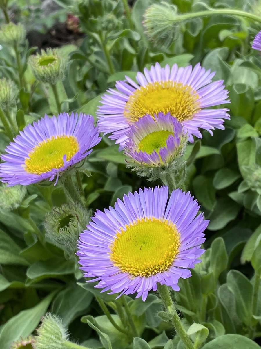 stewieandmilou's tweet photo. Today’s flower from the Burnett’s garden is Seaside Fleabane or seaside daisy. This comes back year after year and is great ground cover. 😻❤️🌸 #12WeeksOfIsolation https://t.co/bosVl8kGpP